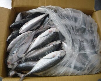 Mackerel